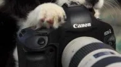 Zašto ne mogu fotografirati pse
